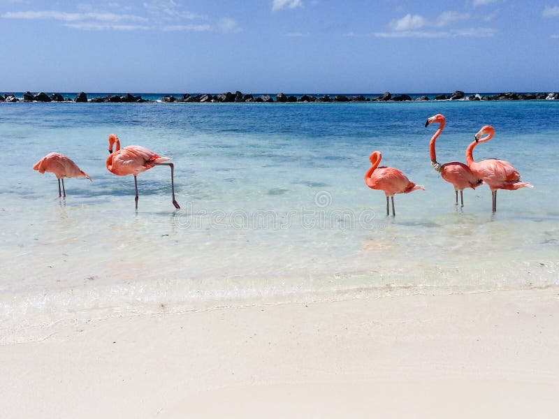 Aruba flaming zdjęcie stock Aruba flaming zdjęcie stock