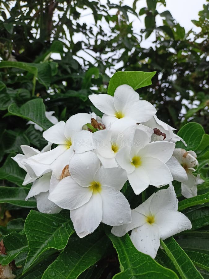 Aruba flowers stock image. Image of nature, blossom 272994057