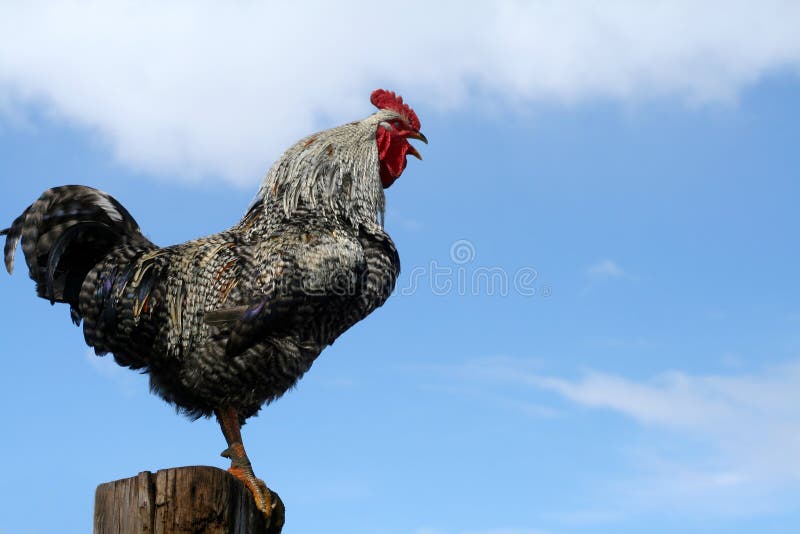 Arucauna rooster crowing perched on fencepost. Arucauna rooster crowing perched on fencepost