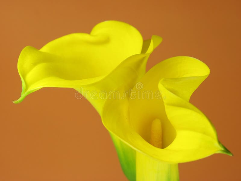 Arum lily