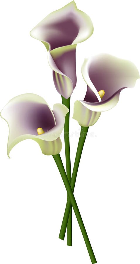 White Calla Lily Flowers or White Arum Lily Blossoms Stock Vector ...