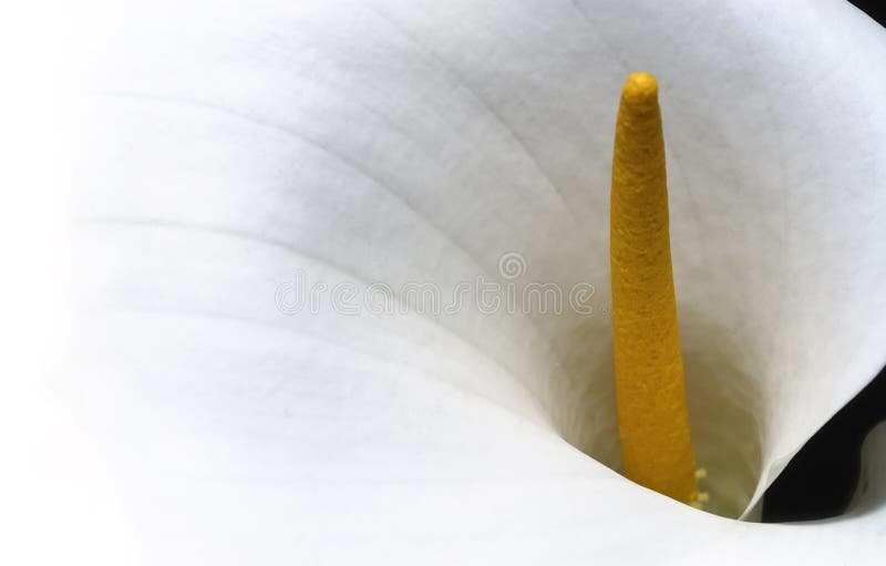 Arum lily - Calla flower background stock image