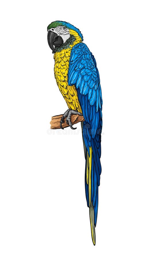 arums Bleu-jaunes de perroquet illustration stock arums Bleu-jaunes de perroquet illustration stock