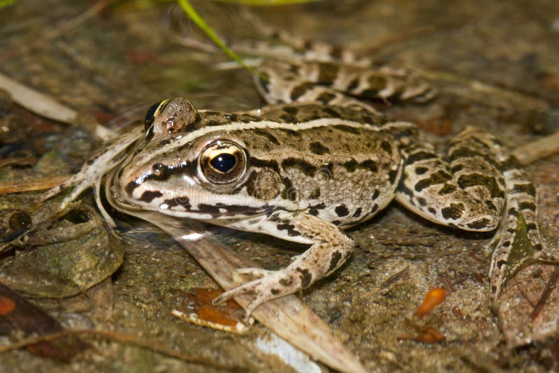 Arvalis de Rana foto de stock. Imagem de libra, azul 99170190