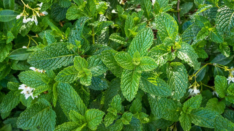 Spearmint growing in the ground. Spearmint growing in the ground