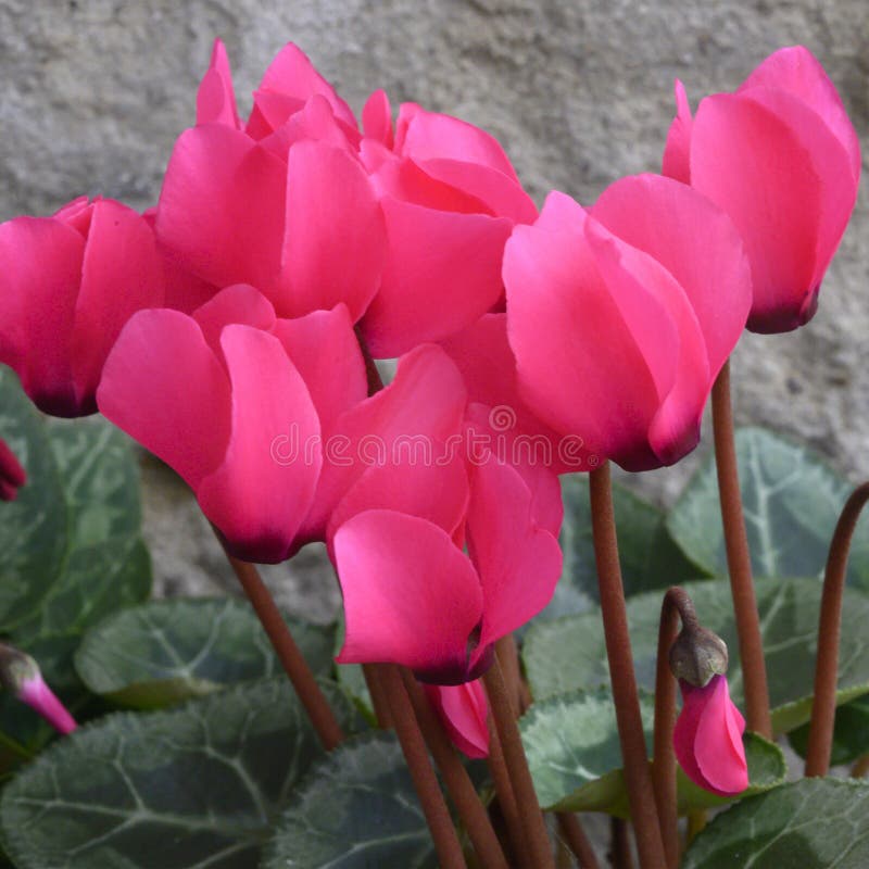 As Belas E Coloridas Flores De Primavera De Ciclames Fecham Imagem de Stock  - Imagem de folha, vermelho: 209709165