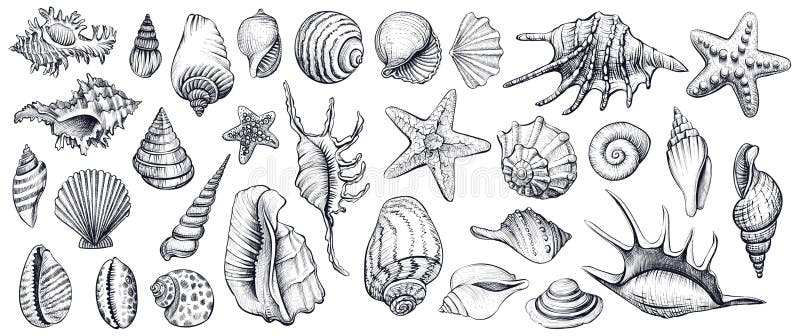 As conchas do mar vector o grupo Ilustrações desenhadas mão