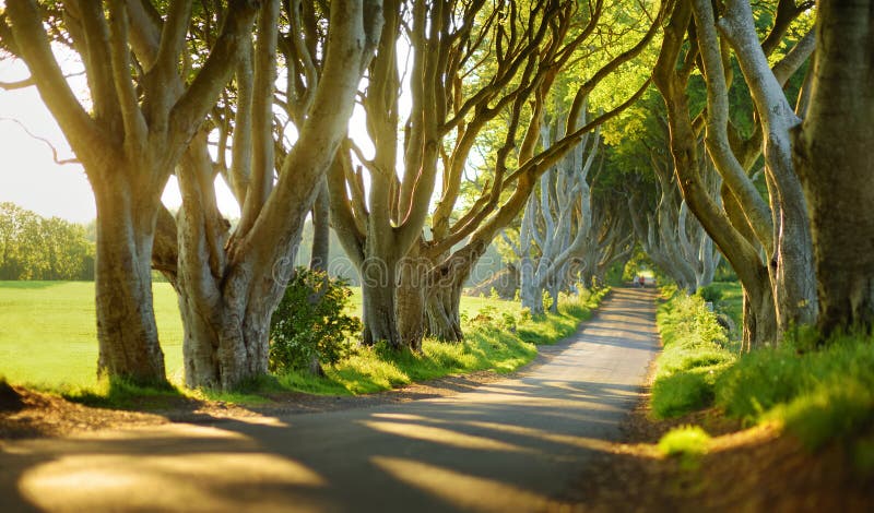 As conversão escuras, uma avenida de árvores de faia ao longo da estrada de Bregagh no condado Antrim, Irlanda do Norte imagens de stock As conversão escuras, uma avenida de árvores de faia ao longo da estrada de Bregagh no condado Antrim, Irlanda do Norte imagens de stock