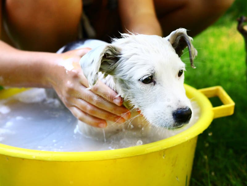 kids wash stray white puppy in yellow basin on the summer garden background. kids wash stray white puppy in yellow basin on the summer garden background