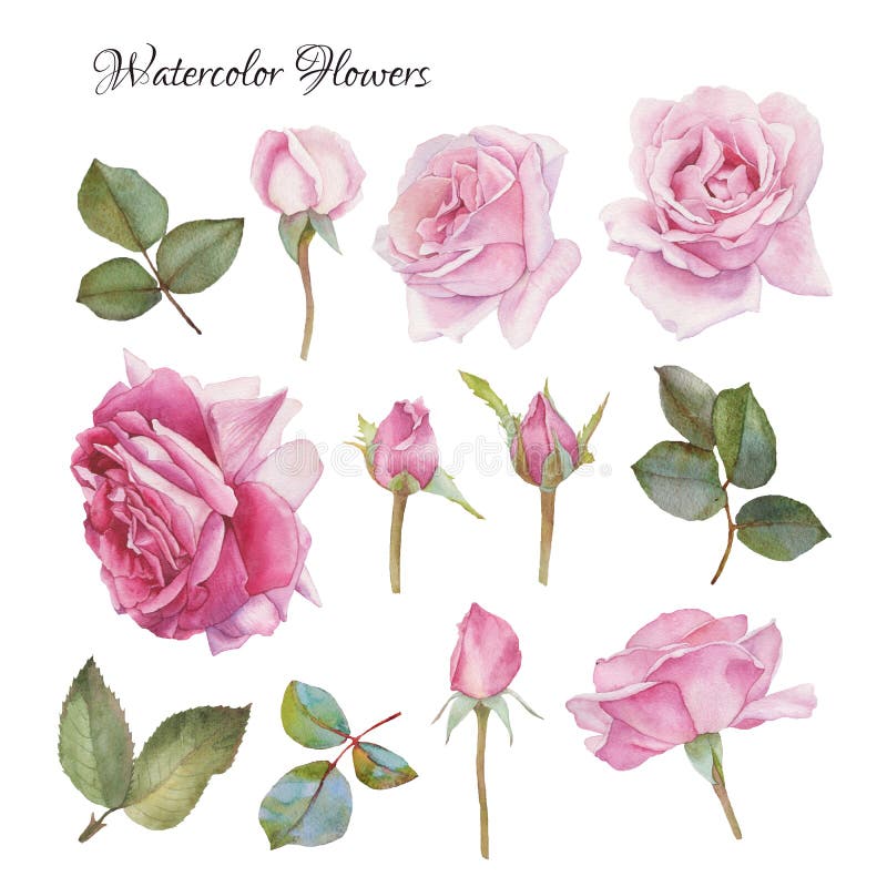 As flores ajustaram-se de rosas e das folhas tiradas mão da aquarela ilustração stock As flores ajustaram-se de rosas e das folhas tiradas mão da aquarela ilustração stock