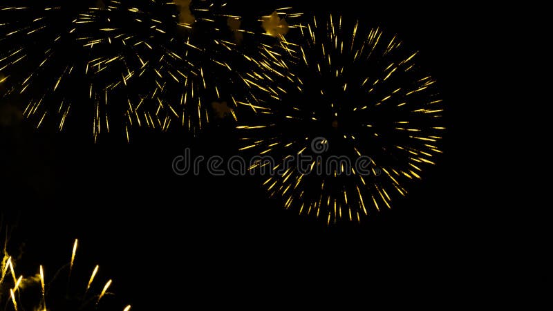 As flores amarelas douradas bonitas projetaram-se por luzes dos fogos-de-artifício sobre fotografia de stock As flores amarelas douradas bonitas projetaram-se por luzes dos fogos-de-artifício sobre fotografia de stock