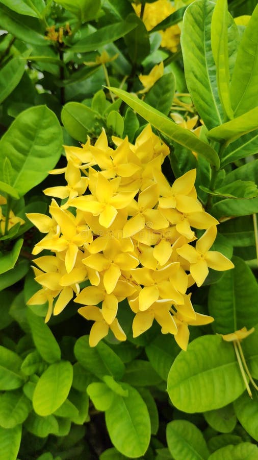 As Flores Amarelas Ixora São Flores Coloridas E Ervas. Foto de Stock -  Imagem de flor, botânica: 187556022
