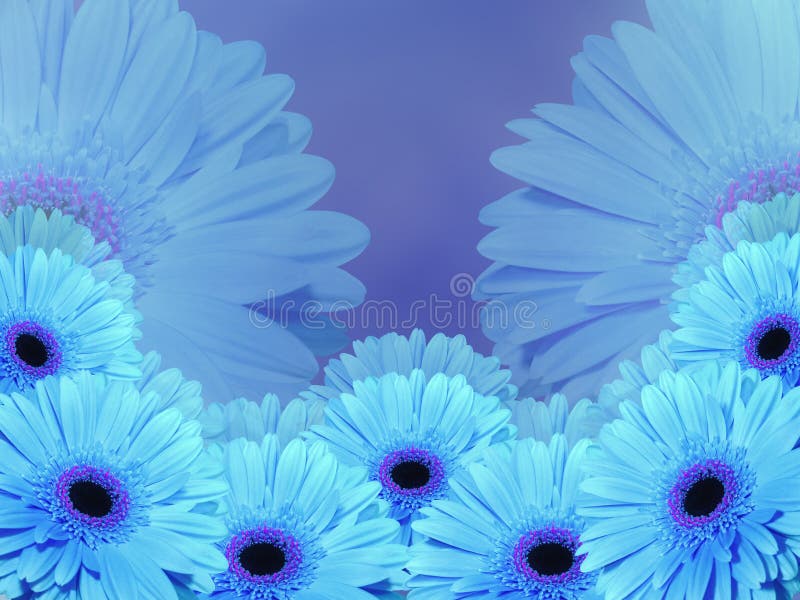 As Flores Azuis De Turquesa, No Azul Borraram O Fundo Closeup Foto de Stock  - Imagem de nave, paisagem: 79899386