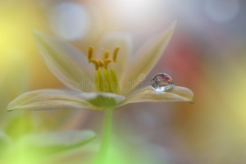 As flores bonitas refletiram na água, conceito artístico Fotografia abstrata tranquilo da arte do close up Projeto floral da fant imagem de stock As flores bonitas refletiram na água, conceito artístico Fotografia abstrata tranquilo da arte do close up Projeto floral da fant imagem de stock