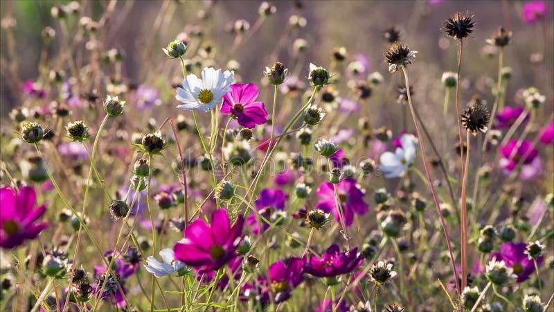 As flores brancas e cor-de-rosa do cosmos balançam no vento