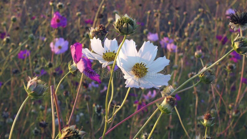 As flores brancas e cor-de-rosa do cosmos balançam no vento, close up