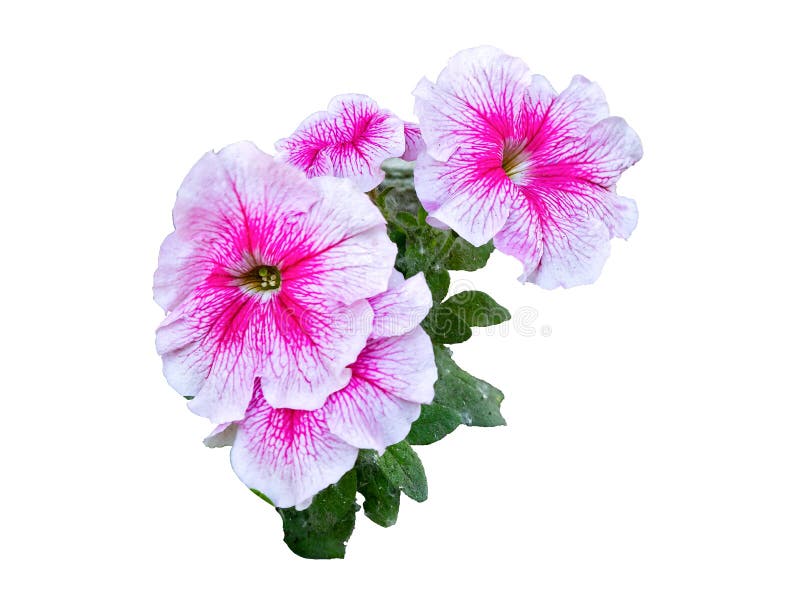 Planta Do Gloxinia Com Flores Violeta-brancas Foto de Stock - Imagem de  janela, flor: 72947552