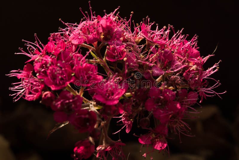 As flores cor-de-rosa de Amsterdão fotos de stock As flores cor-de-rosa de Amsterdão fotos de stock