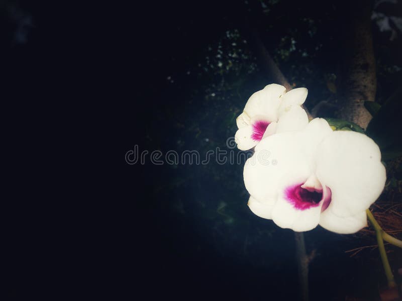 As flores da beleza foto de stock As flores da beleza foto de stock