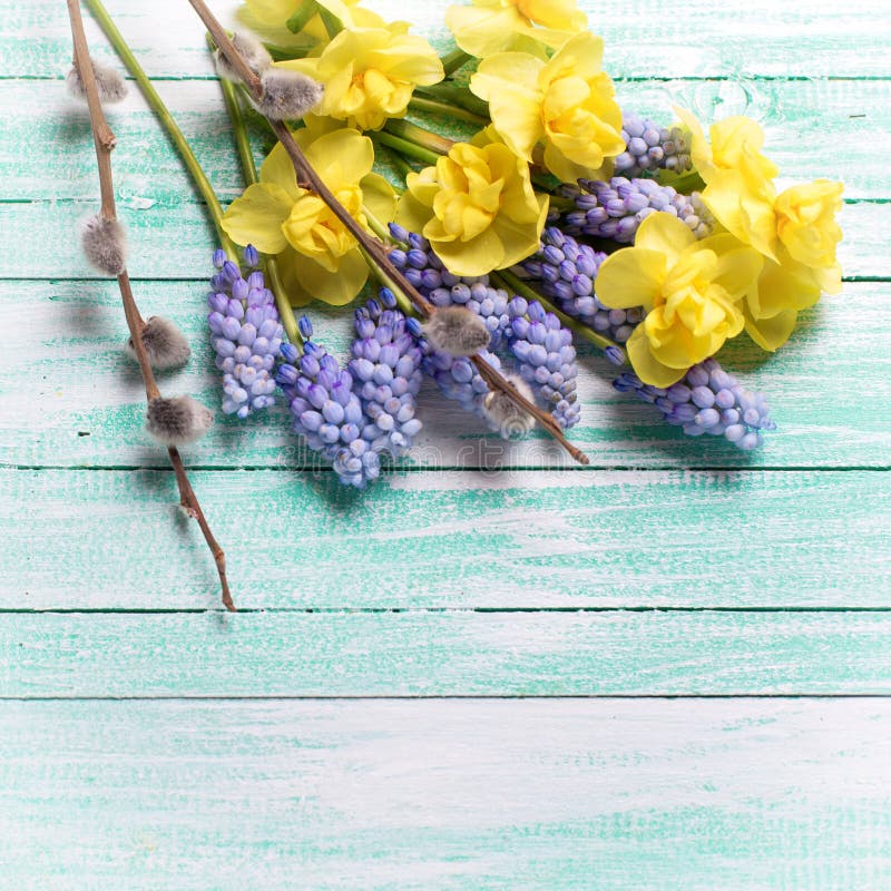 As flores da mola e o salgueiro de bichano amarelos e azuis na turquesa cortejam fotos de stock As flores da mola e o salgueiro de bichano amarelos e azuis na turquesa cortejam fotos de stock