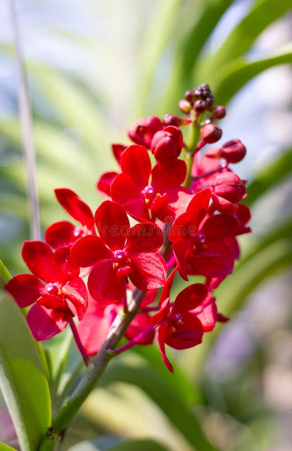 As Flores Da Orquídea Vermelha Florescem Lindamente Numa árvore. Foto de  Stock - Imagem de exterior, nave: 173497036