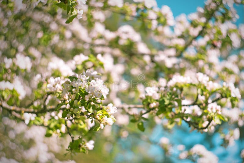 As flores de florescência da árvore de maçã da mola ramificam no dia de mola no fundo do céu azul imagem de stock As flores de florescência da árvore de maçã da mola ramificam no dia de mola no fundo do céu azul imagem de stock