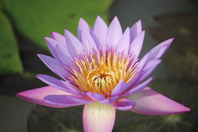 as flores de lótus Roxo-cor-de-rosa estão florescendo na associação A parte traseira tem uma folha verde bonita dos lótus fotografia de stock as flores de lótus Roxo-cor-de-rosa estão florescendo na associação A parte traseira tem uma folha verde bonita dos lótus fotografia de stock