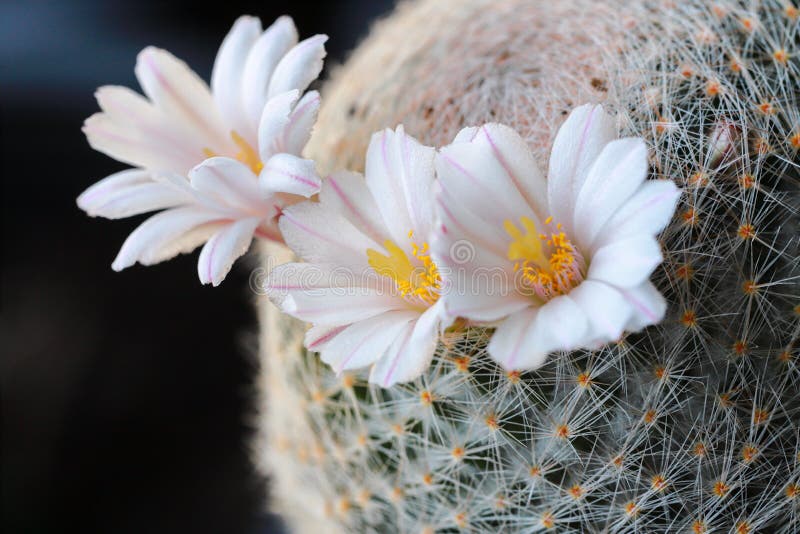 As Flores Do Cacto São Espécies Da Mammillaria Lenta Imagem de Stock -  Imagem de planta, margarida: 215022521