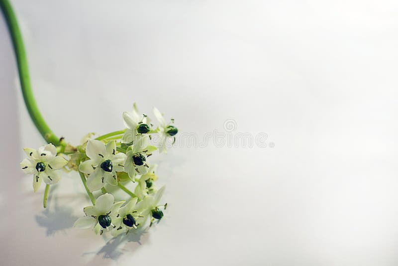 As flores pequenas muito consideravelmente brancas fecham-se acima foto de stock As flores pequenas muito consideravelmente brancas fecham-se acima foto de stock