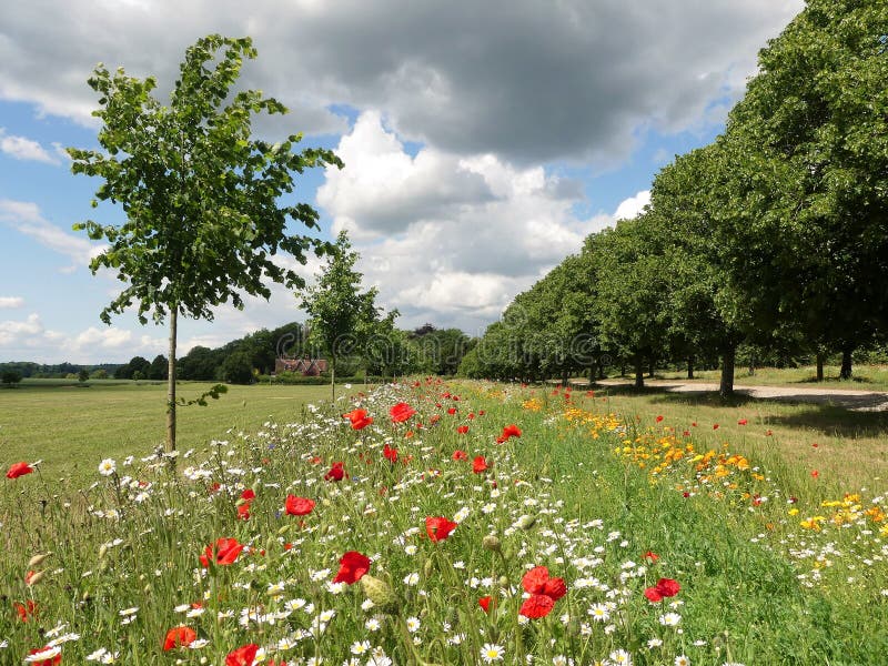 As flores selvagens bonitas pela árvore alinharam a estrada em Chenies fotografia de stock As flores selvagens bonitas pela árvore alinharam a estrada em Chenies fotografia de stock