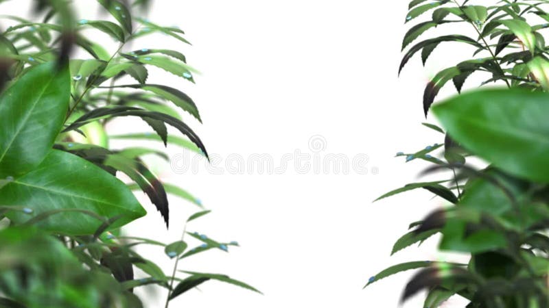 As folhas borradas com água deixam cair o fundo animado ilustração royalty free