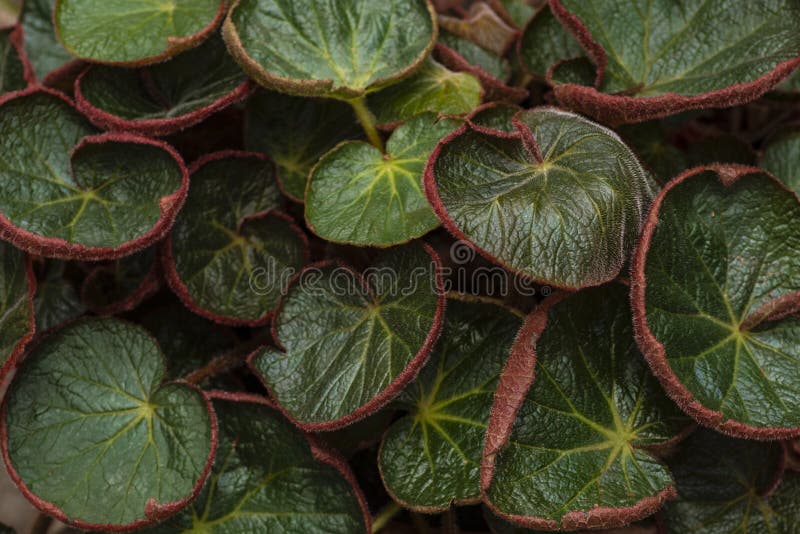 As Folhas Da Begônia, Fundo Da Begônia Folha Da Planta Do Rex Da Begônia,  Emerald Giant Imagem de Stock - Imagem de roxo, flor: 131432849