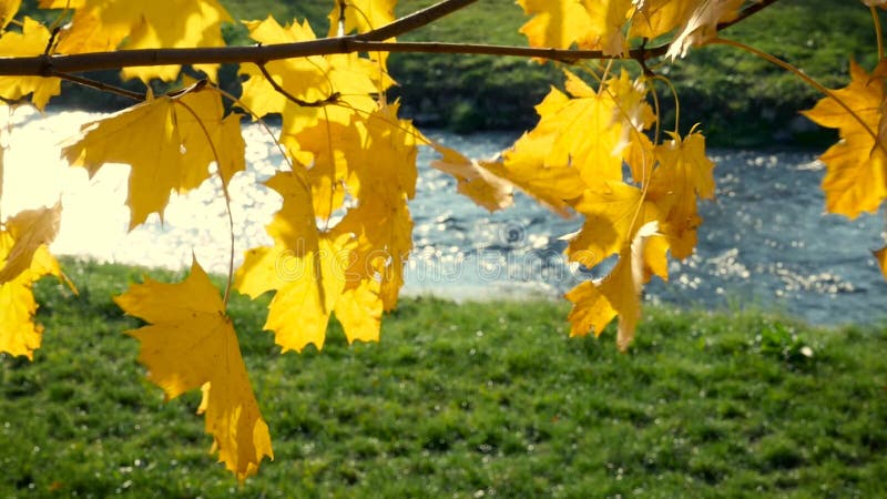 As folhas de bordo amarelas movem-se no vento com o rio no fundo no movimento lento