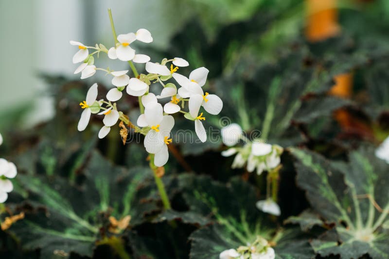 As Folhas Do Verde E a Flor Da Planta Begonia Rex Putz, Sabem Geralmente  Foto de Stock - Imagem de mola, nave: 92891742