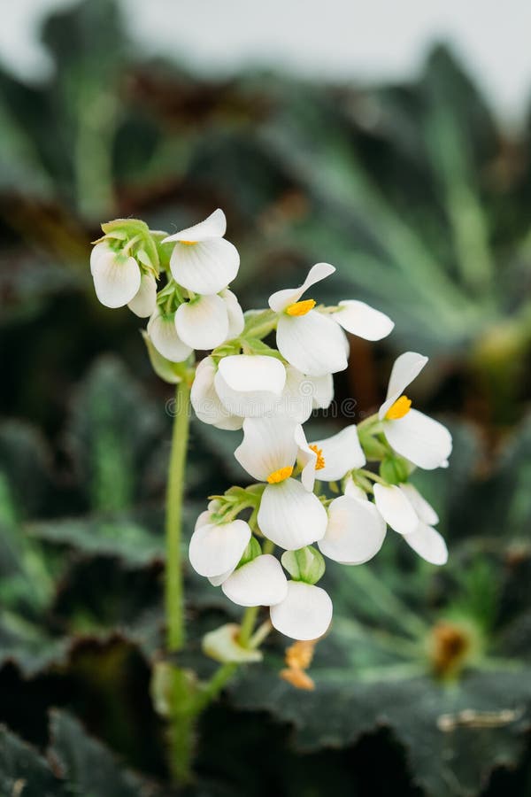 As Folhas Do Verde E a Flor Da Planta Begonia Rex Putz, Sabem Geralmente  Foto de Stock - Imagem de verde, branco: 92891796