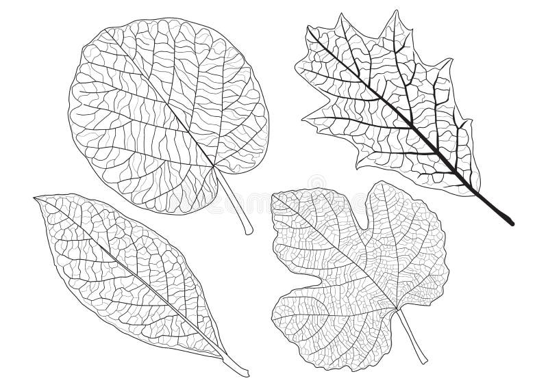 As folhas esqueletais alinharam o projeto no fundo branco ilustração stock As folhas esqueletais alinharam o projeto no fundo branco ilustração stock