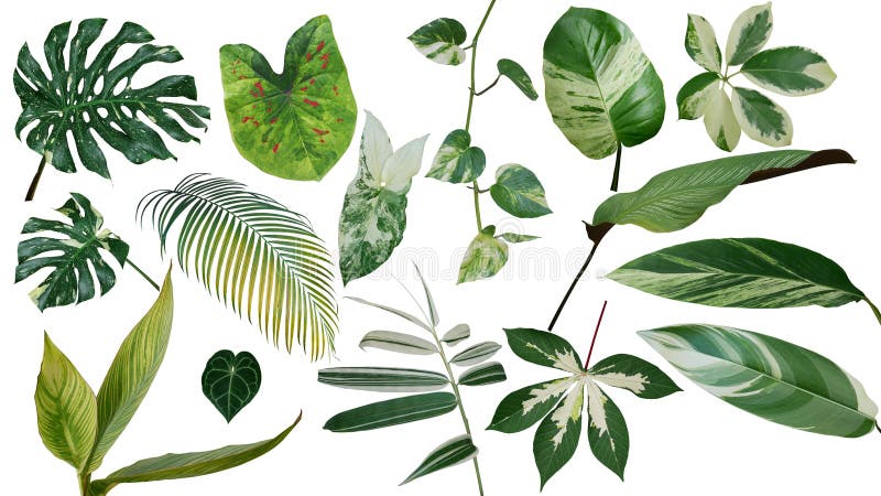 As folhas tropicais as plantas exóticas variegated da natureza da folha ajustaram o isolador
