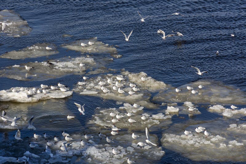 As gaivotas, pássaros voam, sentando-se, gelo, o rio de Neva fotografia de stock As gaivotas, pássaros voam, sentando-se, gelo, o rio de Neva fotografia de stock