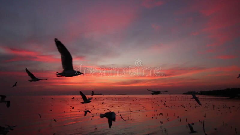 As gaivotas voam sobre o mar no céu crepuscular