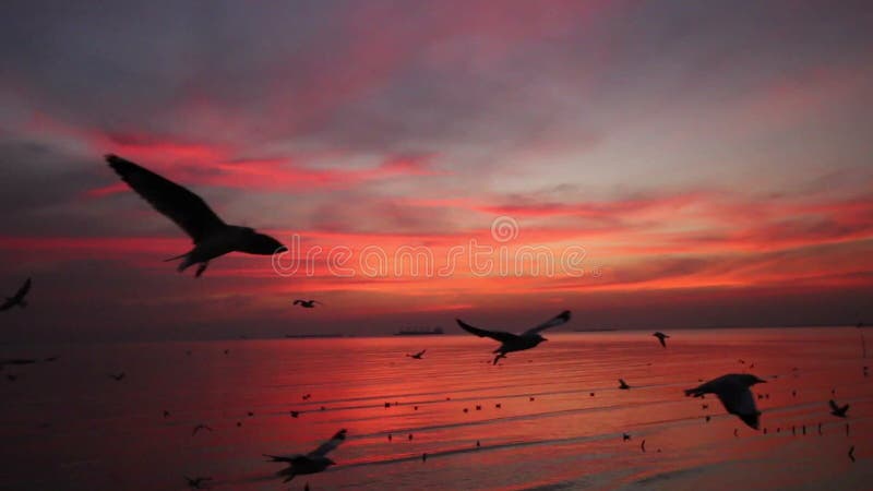 As gaivotas voam sobre o mar no tiro crepuscular da bandeja do céu