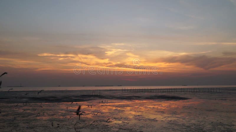 As gaivotas voam sobre o mar no tiro da bandeja do por do sol