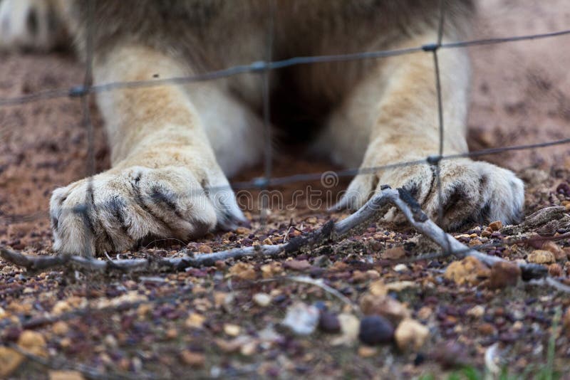 A detail shot of the two front paws and claws of a lion, with a cage's wire in the foreground. A detail shot of the two front paws and claws of a lion, with a cage's wire in the foreground.