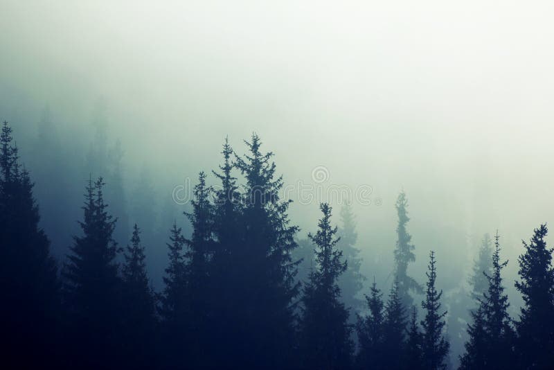 As inclinações de montanha enevoadas da floresta do pinho da névoa colorem a tonificação