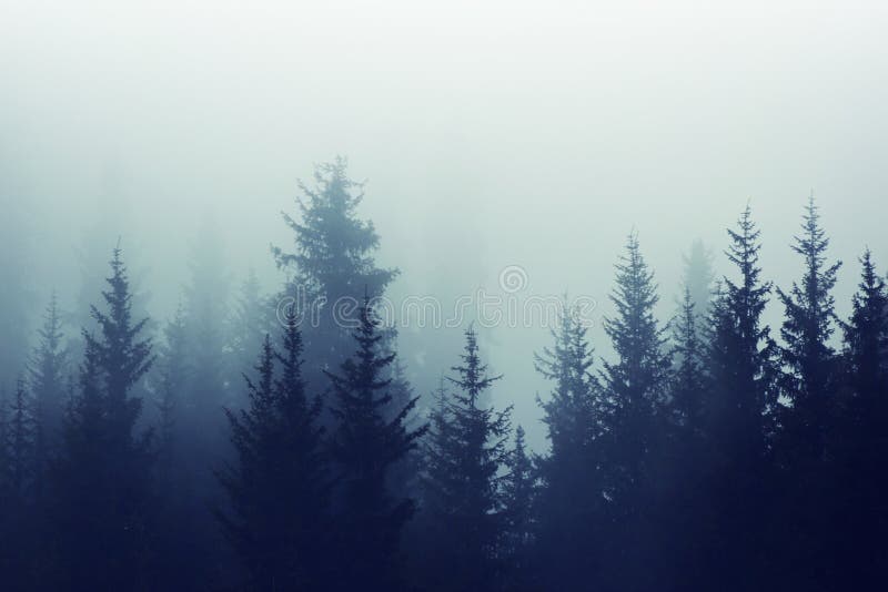 As inclinações de montanha enevoadas da floresta do pinho da névoa colorem a tonificação