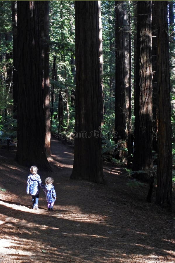 As irmãs viajam e caminhadas em florestas gigantes Nova Zelândia da sequoia vermelha imagens de stock
