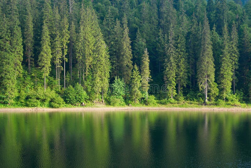 As madeiras selvagens coníferas da reflexão de espelho da floresta e do lago do abeto ajardinam o tempo temperamental imagem de stock As madeiras selvagens coníferas da reflexão de espelho da floresta e do lago do abeto ajardinam o tempo temperamental imagem de stock