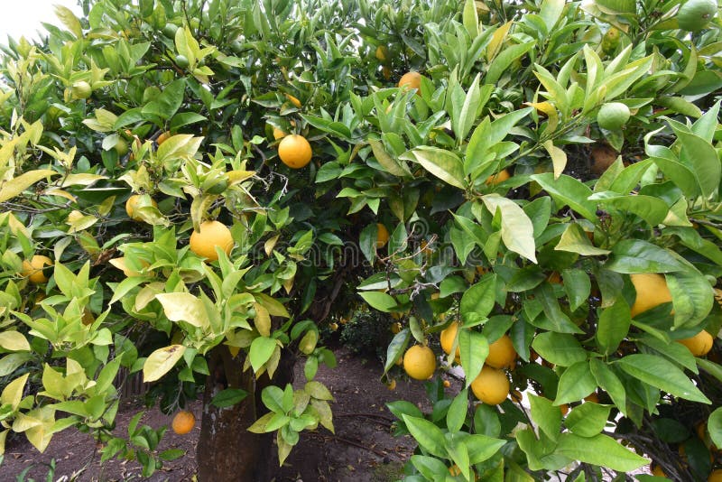 Lemon Grafted Orange Tree, 2. Stock Image Image of selective, lost
