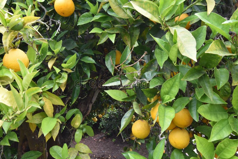 Lemon Grafted Orange Tree, 4. Stock Photo Image of taking, process