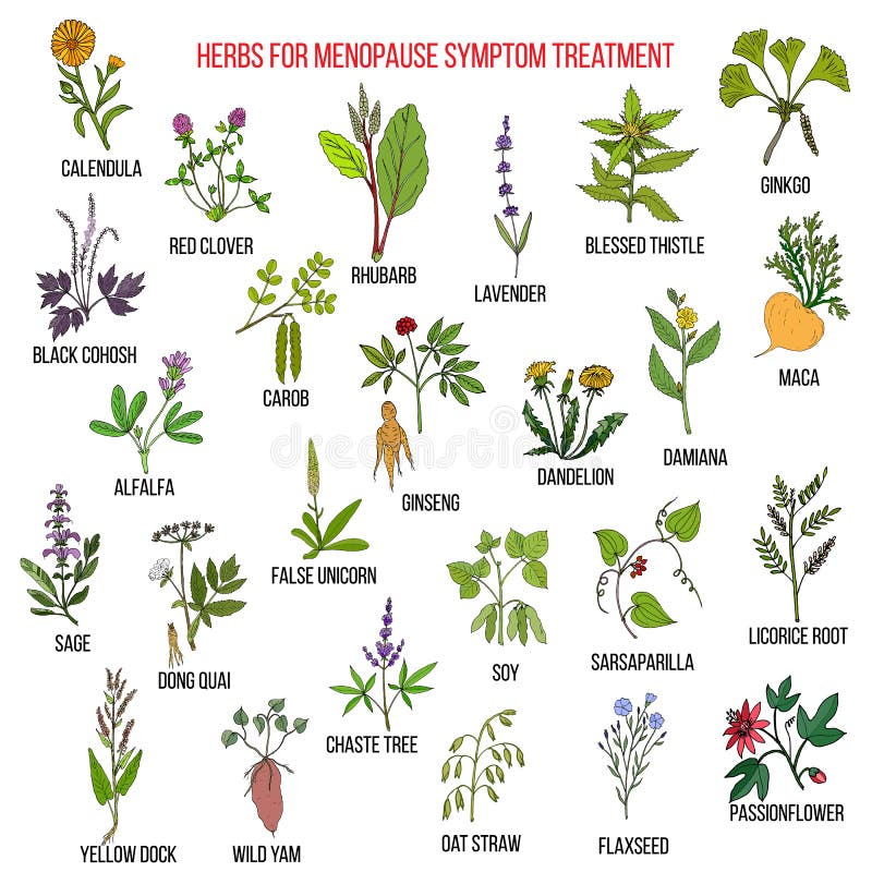 As melhores ervas para o tratamento do sintoma da menopausa ilustração do vetor As melhores ervas para o tratamento do sintoma da menopausa ilustração do vetor