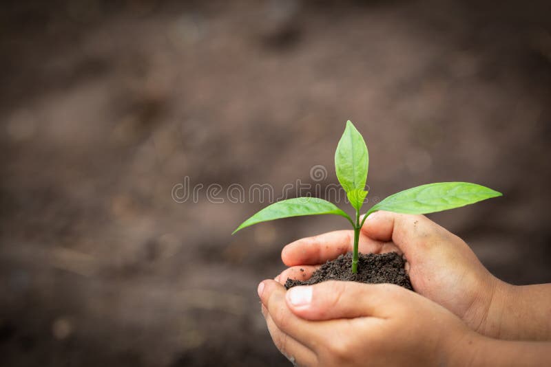 As mãos da criança que guardam e que importam-se uma planta verde nova, mão protegem as plântulas que estão crescendo, plantando